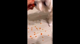 Dog rejects food repeatedly in Seoul, South Korea
