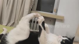 Cat picks its own nails while yawning in Heilongjiang, China