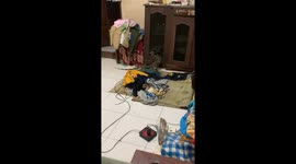 Monitor lizard struggles on slippery floor in Yogyakarta, Indonesia