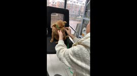 Crafting comfort: Aunt in China knits a special hat for her dog