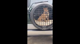 Chinese man creates mobile dog house with spare tire