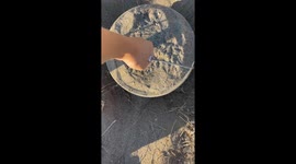 Burrowing owls defend nest with hissing display in Oregon, USA