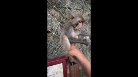 Keeper shares video of playful interaction with unbothered monkey in Liaoning Province
