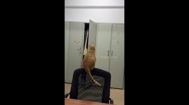 Cat’s jump fails to reach the cabinet in Guangdong