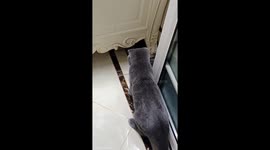 Cats fight over water bowl in Hebei, China