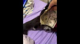 Dancing cat playfully spanked with money in Puerto Cabello, Venezuela