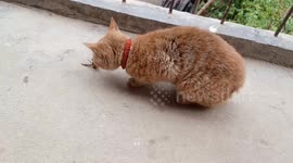 Cat plays with bee and gets stung in Shaanxi, China