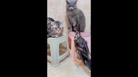 Cats fight back against duck attack in Shanghai, China