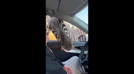 Zebras stick heads into car for food in Jiangsu, China