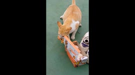 Cat caught stealing chicken in Bekasi