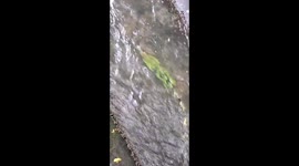 Iguana struggles against canal current in Baní, Dominican Republic