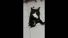 Cat’s funny reaction to owner’s cough in Bangkok, Thailand