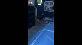 Pet kitten catches first mouse in Brooklyn, Connecticut, USA