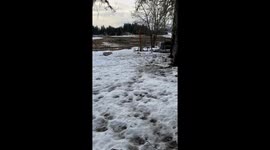 Goose leads flock of ducks for treats in Juneau, Alaska, USA
