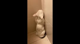 Rescued cat’s bath attempt in Barcelona, Spain