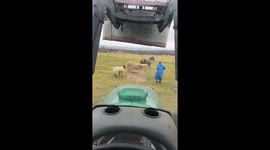 Sheep chases woman in Kingussie, Scotland, UK
