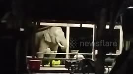 Elephant eats from basin until it falls in Chat Trakan, Thailand
