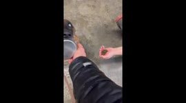 Pet dog takes possession of ice bucket in Loudon, Tennessee, USA