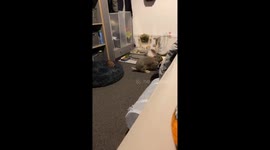 Energetic rabbit’s playful zoomies caught in Norwich, England, UK