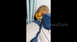 Hilarious moment cat gets head stuck in cup whilst trying to steal water