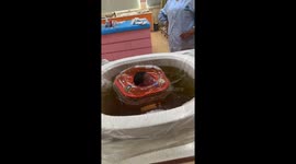 Newborn baby floats in water with a rubber ring