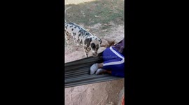 Pet Dalmatian climbs into hammock for a nap with granny