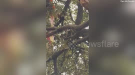 Cat stuck up a tree for 24 hours saved by rescuers in cherry picker