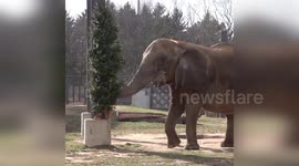 Elephants eat their Christmas tree at Milwaukee Zoo