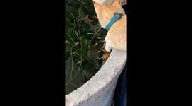 Pet cat enjoys fish spa treatment for his paw