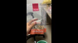 Shiba drops to her knees to ask for food