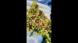 Frozen roses, winter romance in China's