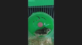 cute hamster exercising in cage