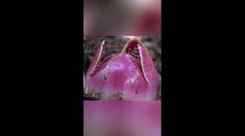 Magic moment of rare parasitic flowers blooming
