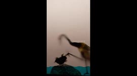 Chinese shadow puppetry imitates Michael Jackson's dance