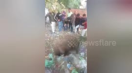 Social organisation resqued a mother cow has fallen into a well in Shahdol, Madhya Pradesh