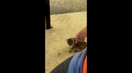 Cute Greek cat eating meat from the stick