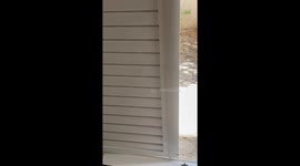 A cute Greek cat in my yard