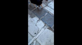 Feeding Cute Greek Cats