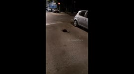 A cute Greek cat is rolling and relaxing in the middle of the street