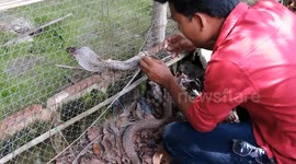 Caught Cobra Cut Out Of Poultry Farm Netting