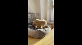 Puppy Digs At Bed And Barks At Nothing