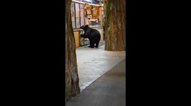Gatlinburg Black Bear Wants Fudge
