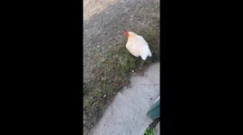 Hen Reveals Thirteen Chicks