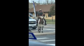 Man Rides Longhorn Cow To Game