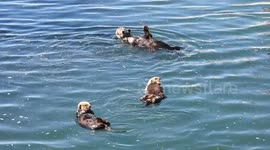 Family Of Sea Otters Play In Morro Bay