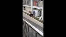 Cats interact behind air conditioner in Guangdong, China