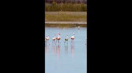 Rare birds at Tiaozini wetland in E China