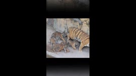 Bengal tiger quintuplets make debut at Guangzhou Chimelong Safari Park in S China