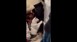 Cat chasing clothes in the dryer