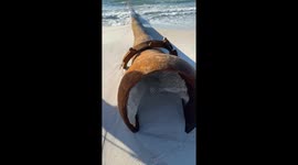 Exclusive- Navarre Beach restoration sparks viral debate on TikTok